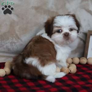 Jolly, Shih Tzu Puppy
